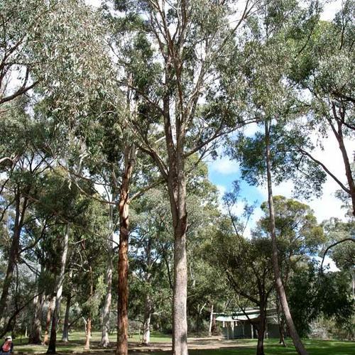 image of Eucalyptus bosistoana